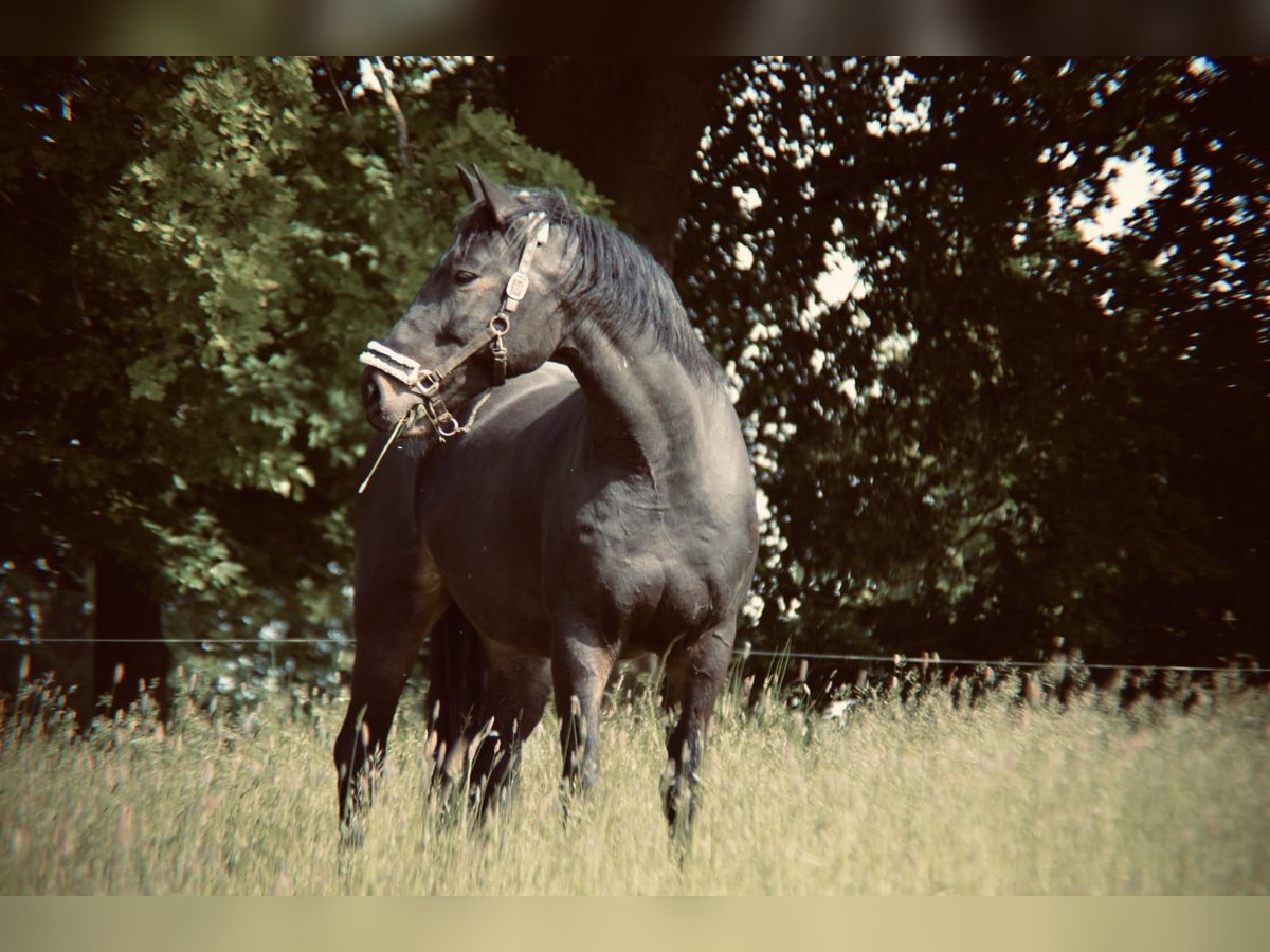 Schweres Warmblut Wałach 14 lat 172 cm Gniada in Jesewitz