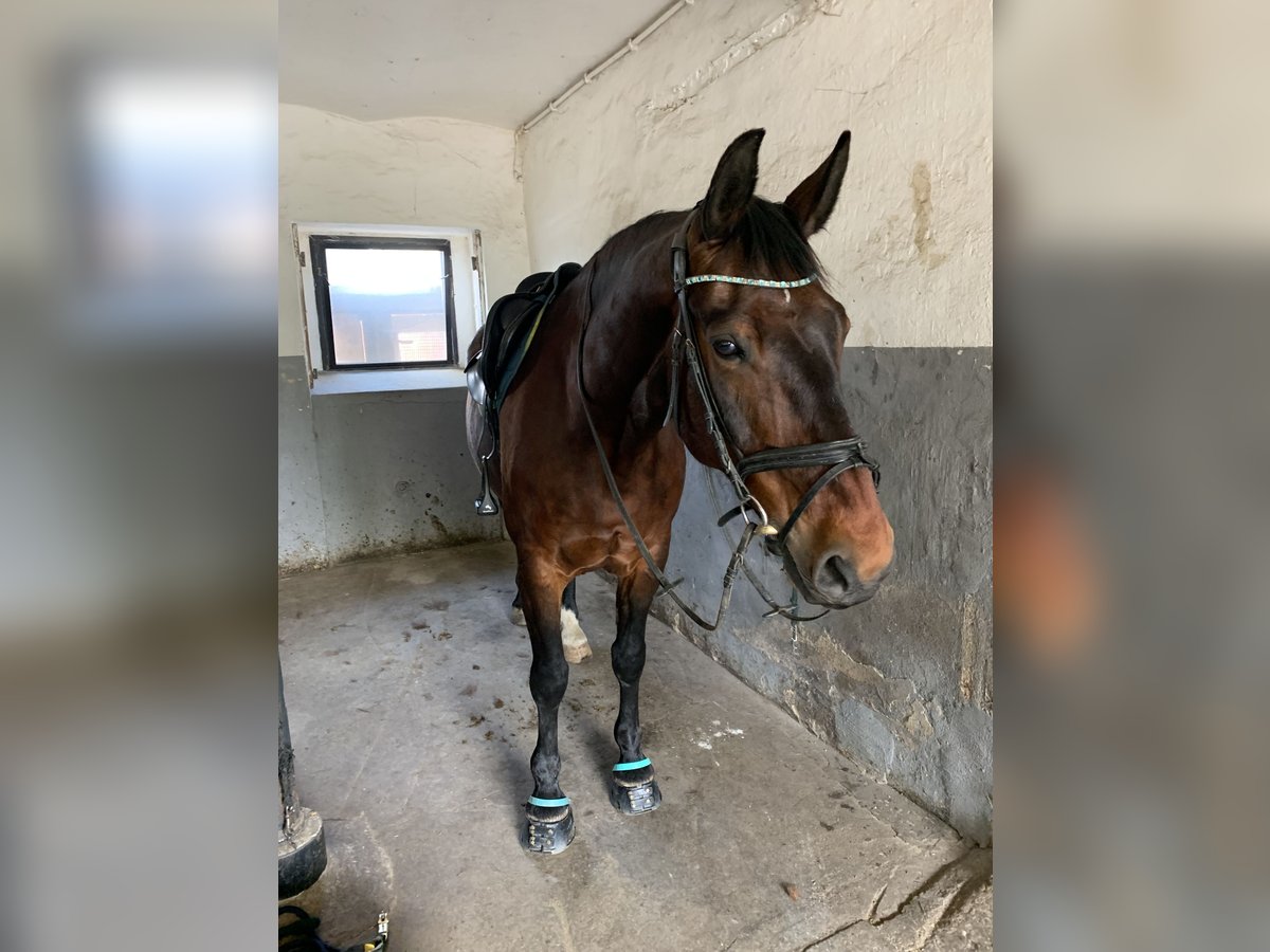 Schweres Warmblut Wałach 15 lat 175 cm Gniada in Thalheim / Erzgebirge