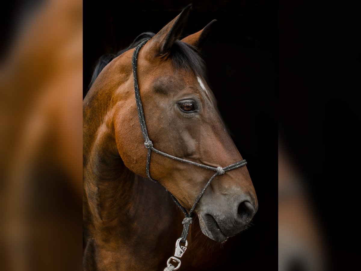 Schweres Warmblut Wałach 22 lat 161 cm Gniada in Walzbachtal