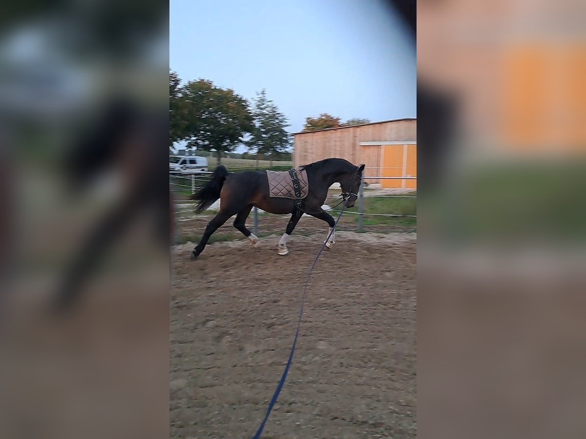 Schweres Warmblut Wałach 2 lat 160 cm Gniada in Noschkowitz