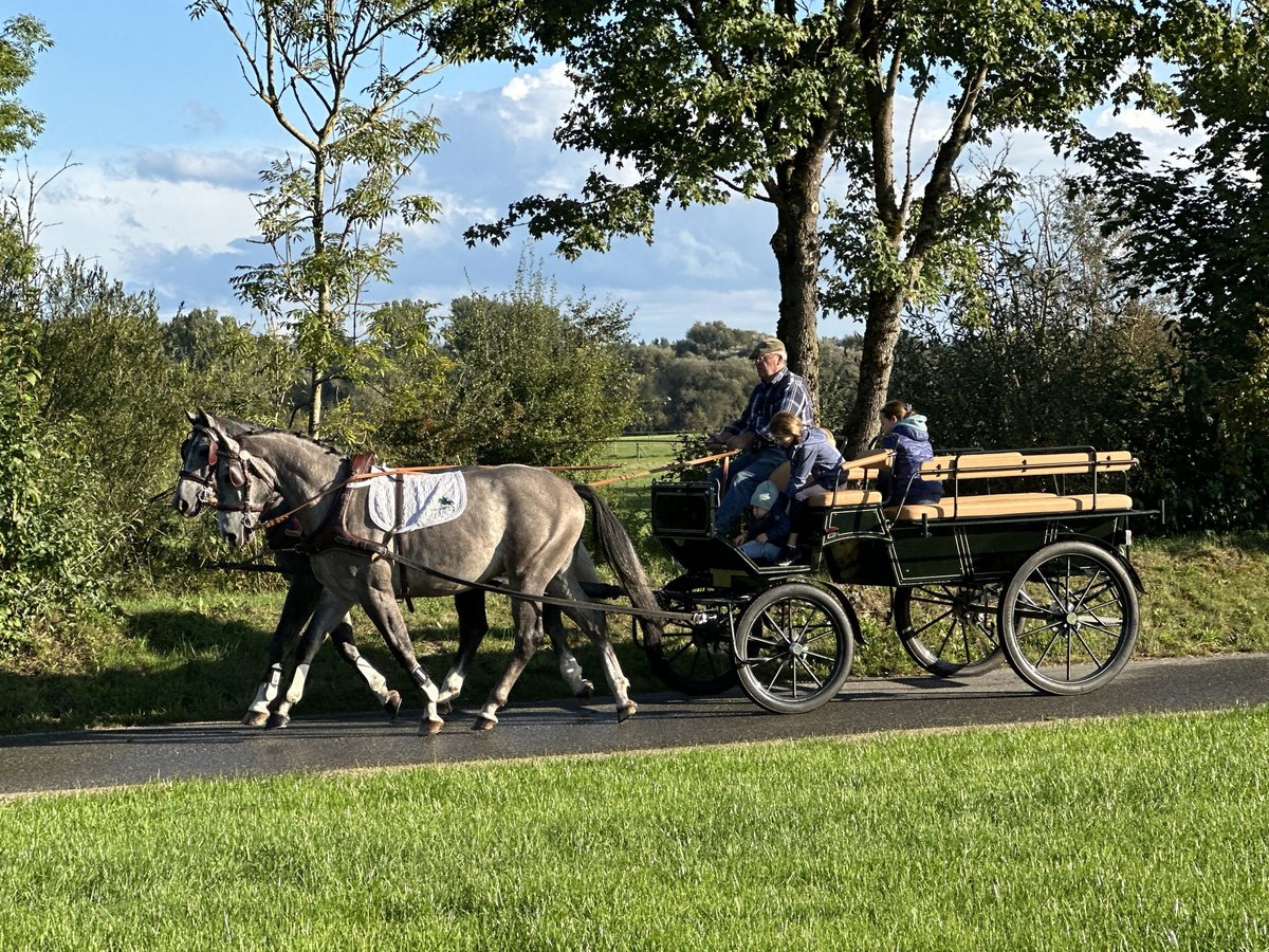 Schweres Warmblut Wałach 3 lat 165 cm Siwa in Riedlingen