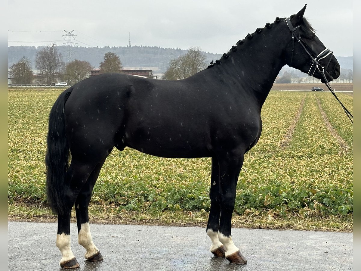 Schweres Warmblut Wałach 3 lat 167 cm Kara in Riedlingen