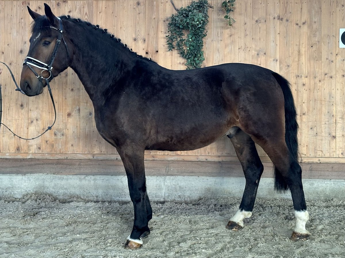 Schweres Warmblut Wałach 3 lat 168 cm Gniada in Riedlingen