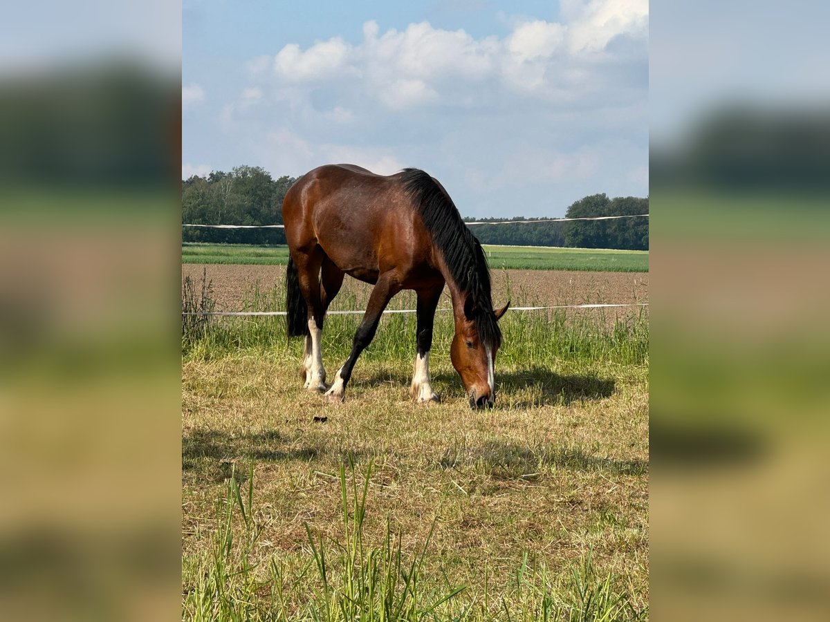 Schweres Warmblut Mix Wałach 4 lat 157 cm Gniada in Neustadt am Rübenberge