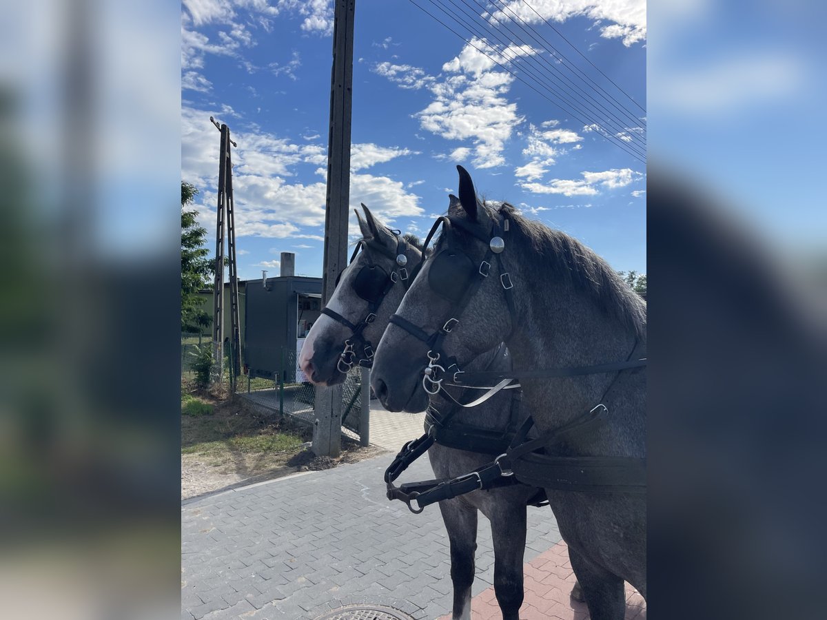 Schweres Warmblut Wałach 4 lat 165 cm in Thießen