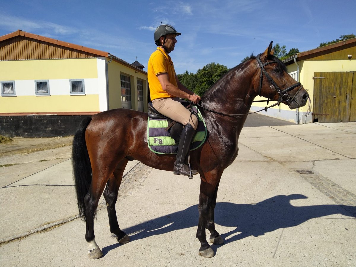 Schweres Warmblut Wałach 4 lat 168 cm Ciemnogniada in Kamenz