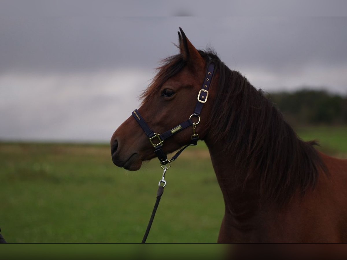 Schweres Warmblut Mix Wałach 5 lat 160 cm Gniada in Eppendorf