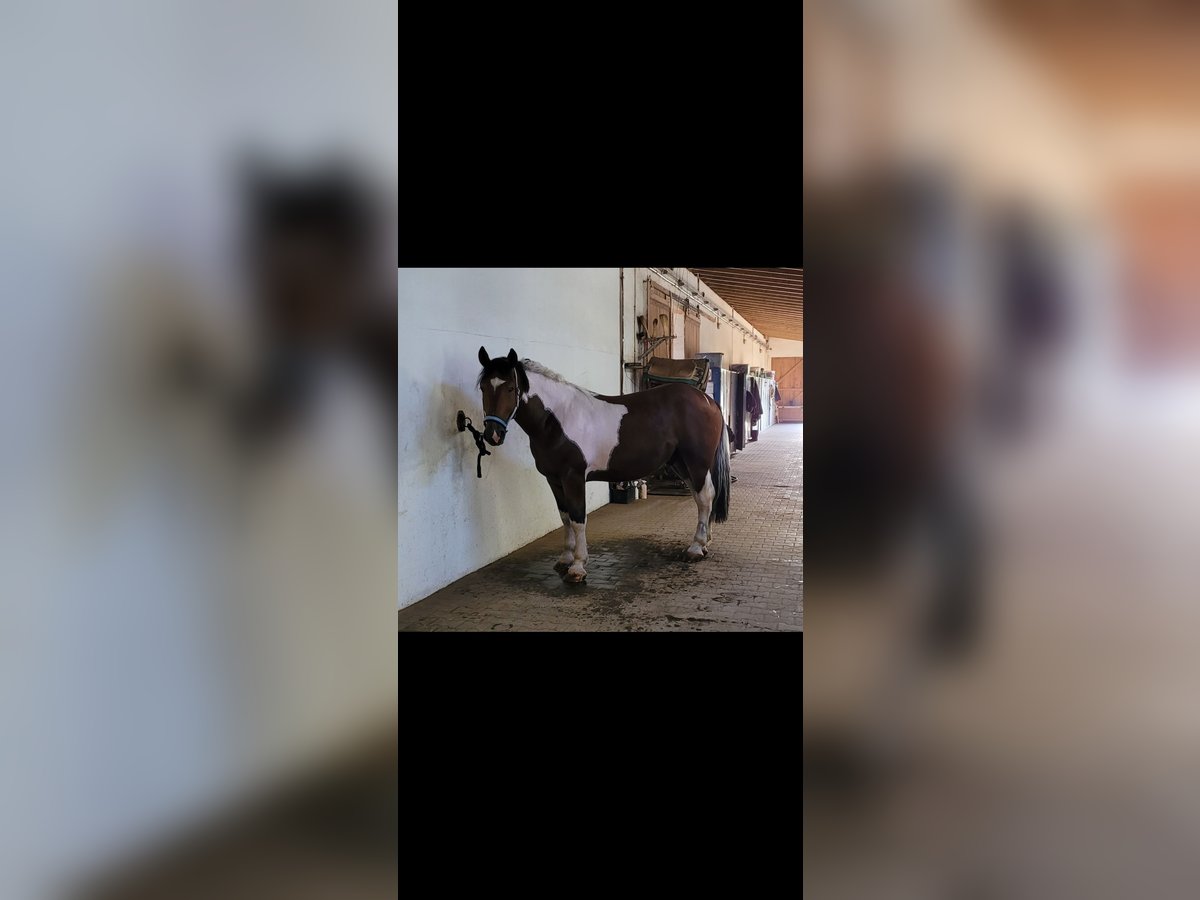 Schweres Warmblut Wałach 5 lat 163 cm Srokata in Limburg an der Lahn