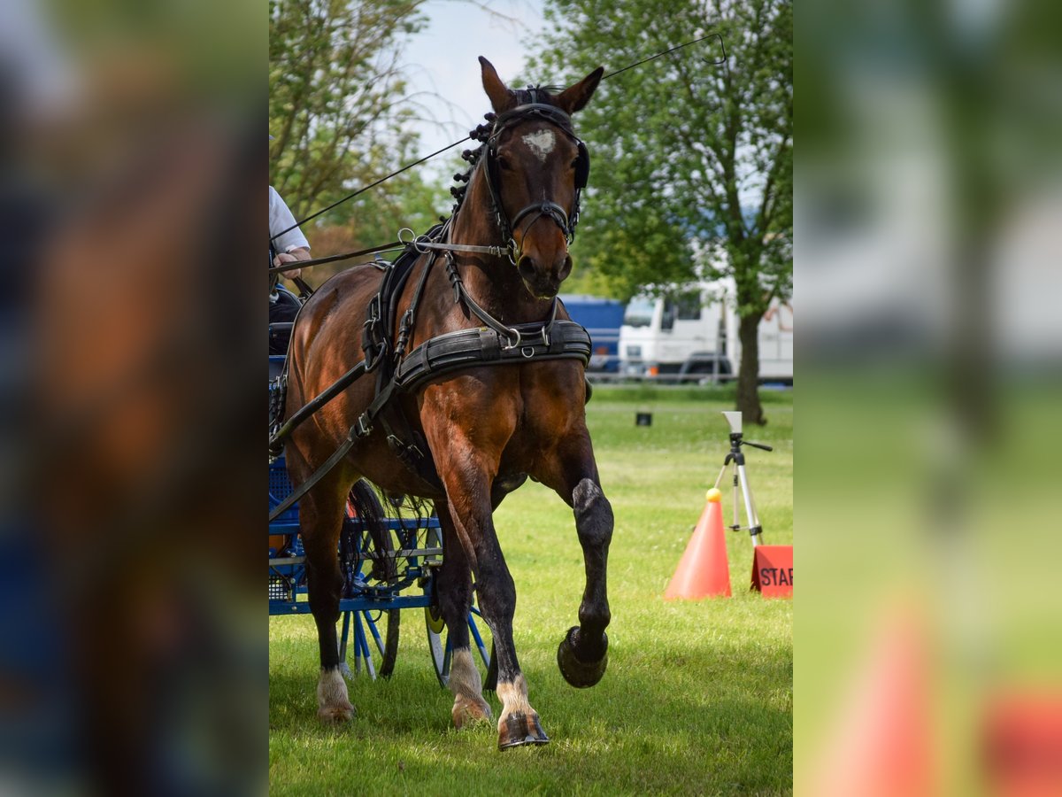 Schweres Warmblut Wałach 7 lat 165 cm Gniada in Treffurt