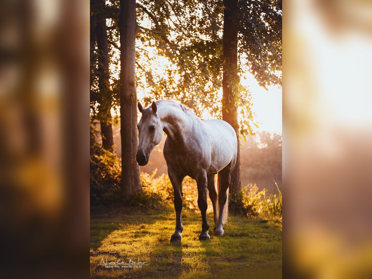 Schweres Warmblut Wałach 8 lat 165 cm Siwa in Haltern am See