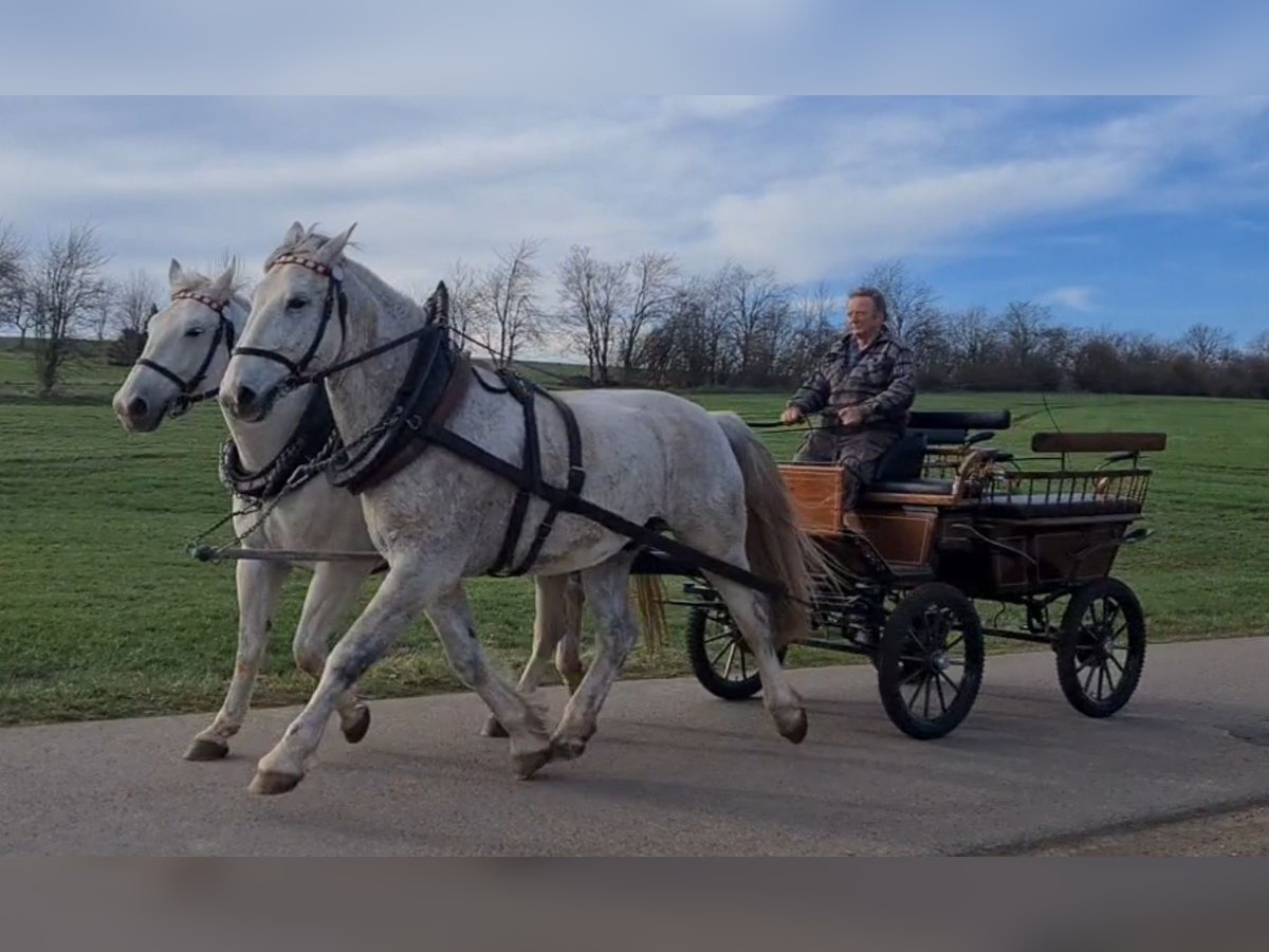 Schweres Warmblut Wałach 8 lat 170 cm Siwa in Dippoldiswalde