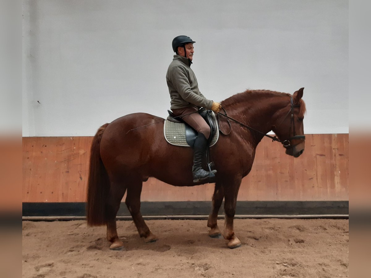 Schweres Warmblut Wallach 10 Jahre 160 cm Dunkelfuchs in Langenselbold