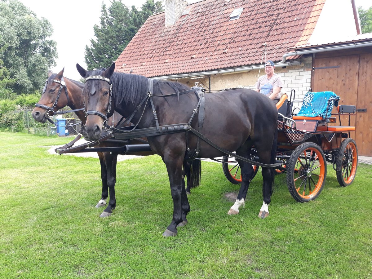 Schweres Warmblut Mix Wallach 10 Jahre 170 cm Schwarzbrauner in Hohenberg Krusemark