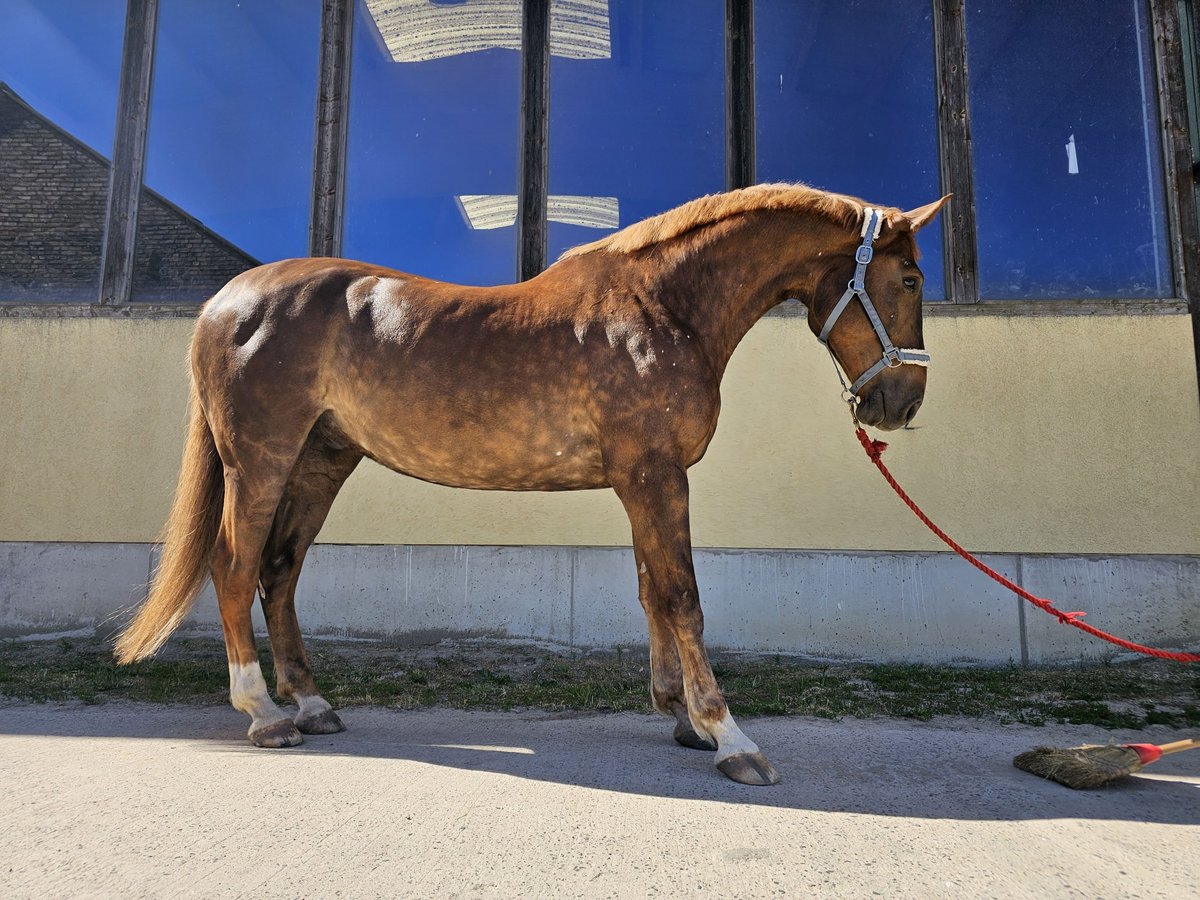 Schweres Warmblut Wallach 10 Jahre 178 cm in Ahrensfelde
