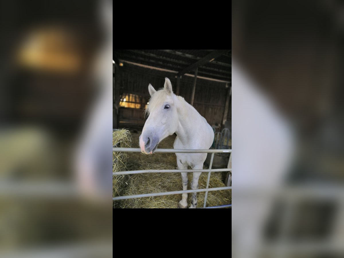 Schweres Warmblut Wallach 11 Jahre 171 cm Schimmel in Stutensee