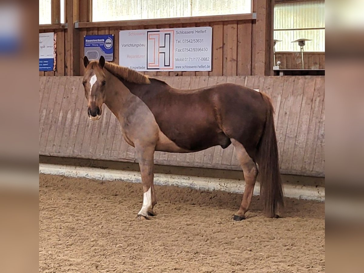 Schweres Warmblut Mix Wallach 13 Jahre 155 cm Dunkelfuchs in Tettnang