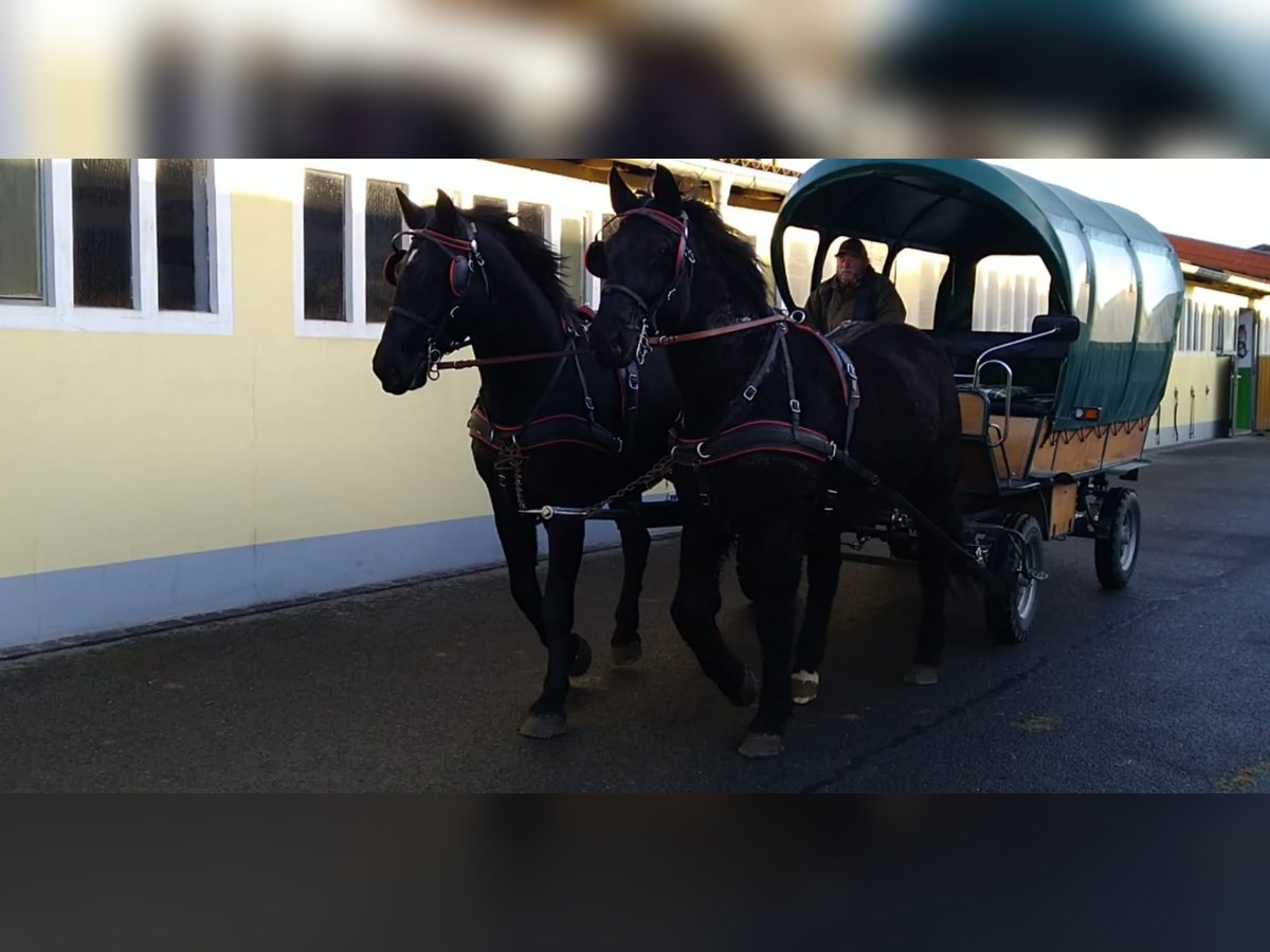 Schweres Warmblut Wallach 13 Jahre 174 cm Rappe in Kamenz