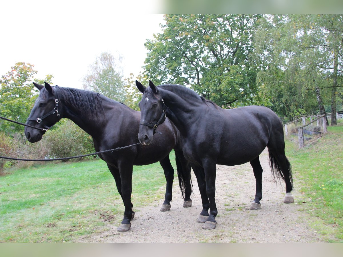 Schweres Warmblut Mix Wallach 13 Jahre 180 cm Rappe in Alt Ruppin