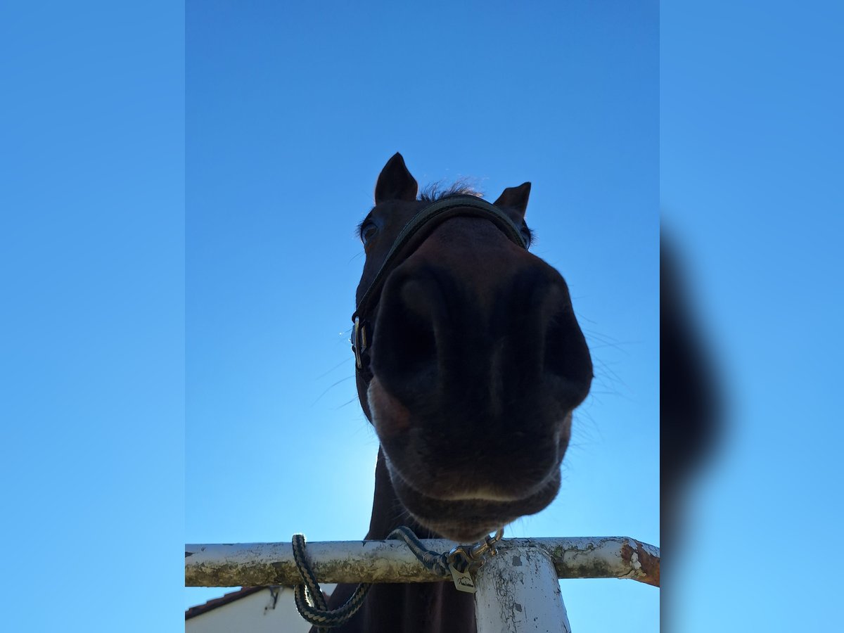 Schweres Warmblut Wallach 16 Jahre 168 cm in Gro&#xDF;hennersdorf