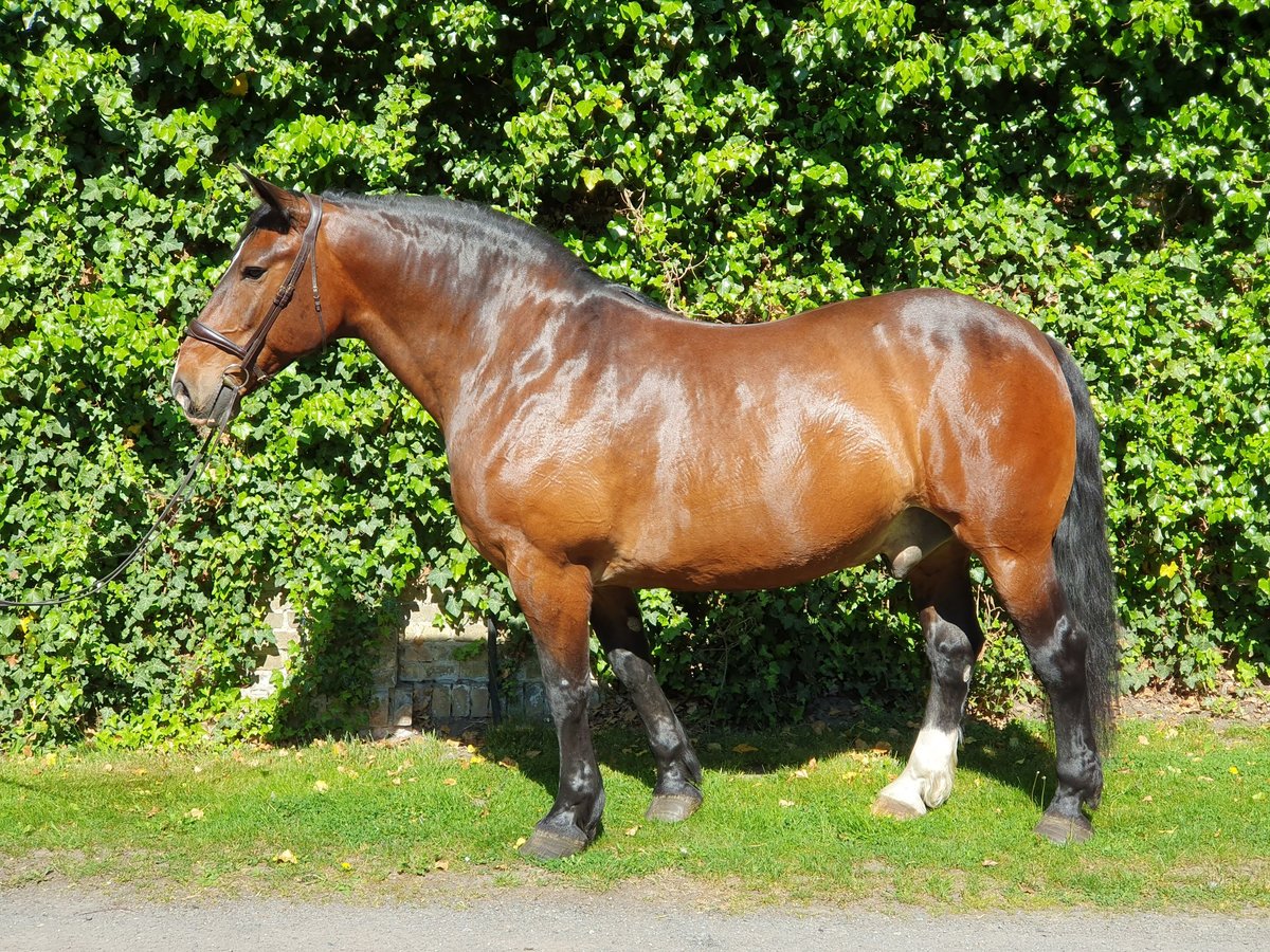 Schweres Warmblut Wallach 16 Jahre 168 cm Dunkelbrauner in Sendenhorst