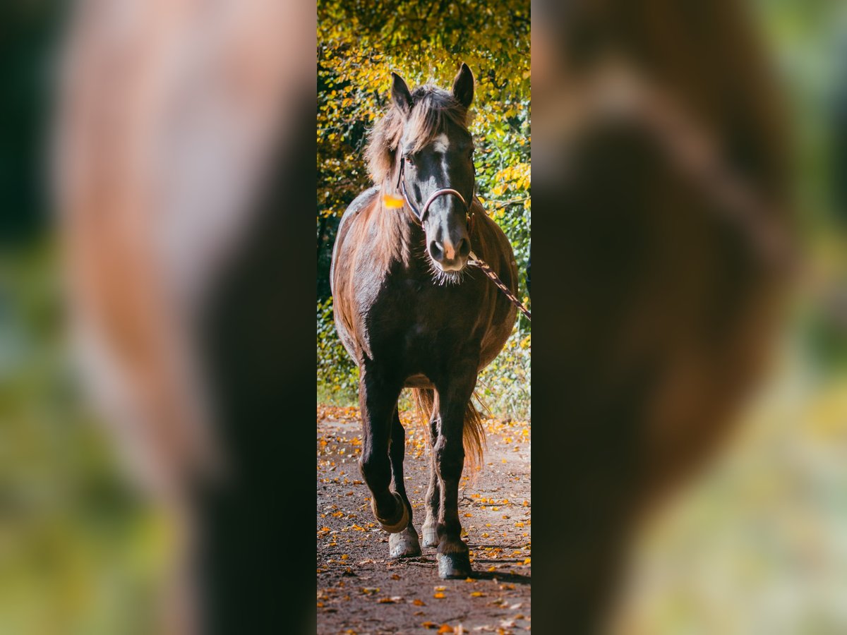 Schweres Warmblut Mix Wallach 17 Jahre 150 cm Dunkelfuchs in Limbach