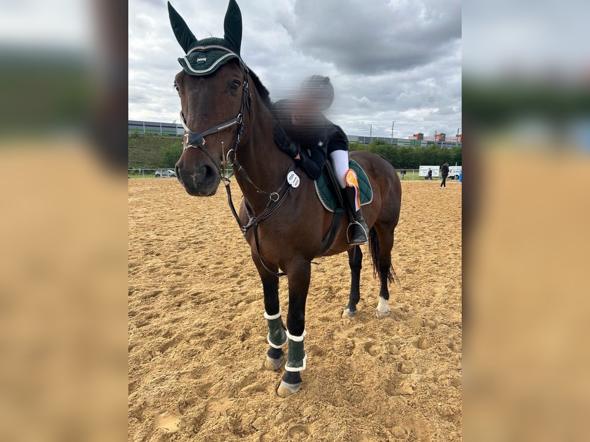 Schweres Warmblut Wallach 20 Jahre 169 cm Brauner in Dresden