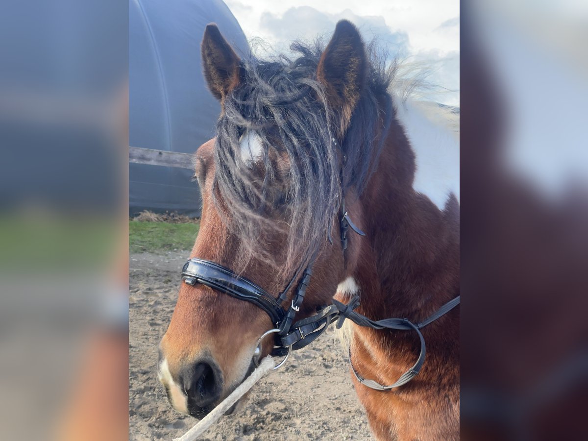 Schweres Warmblut Wallach 3 Jahre 155 cm Tobiano-alle-Farben in Fuchstal