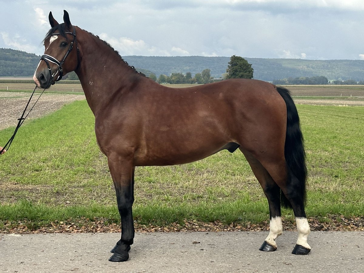 Schweres Warmblut Mix Wallach 3 Jahre 160 cm Brauner in Riedlingen