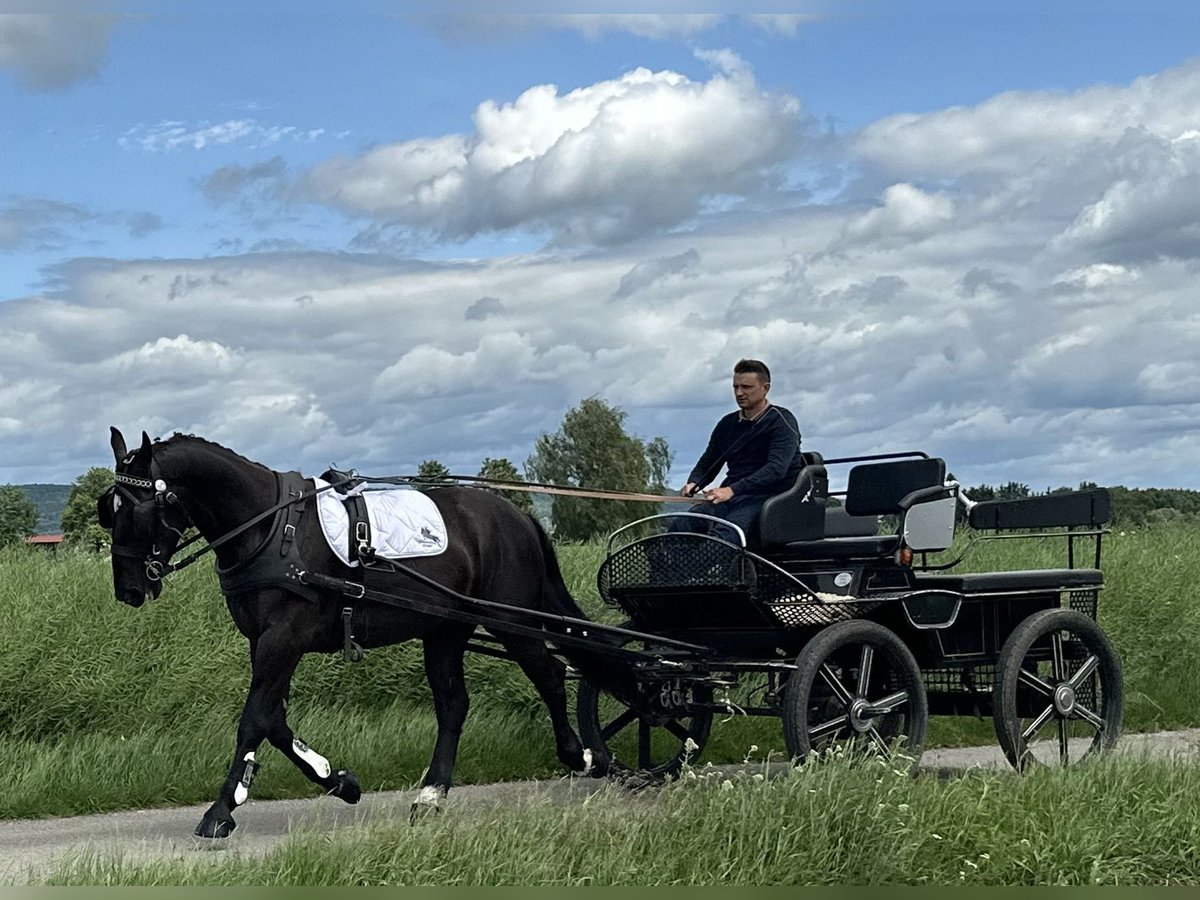 Schweres Warmblut Wallach 3 Jahre 160 cm Rappe in Riedlingen