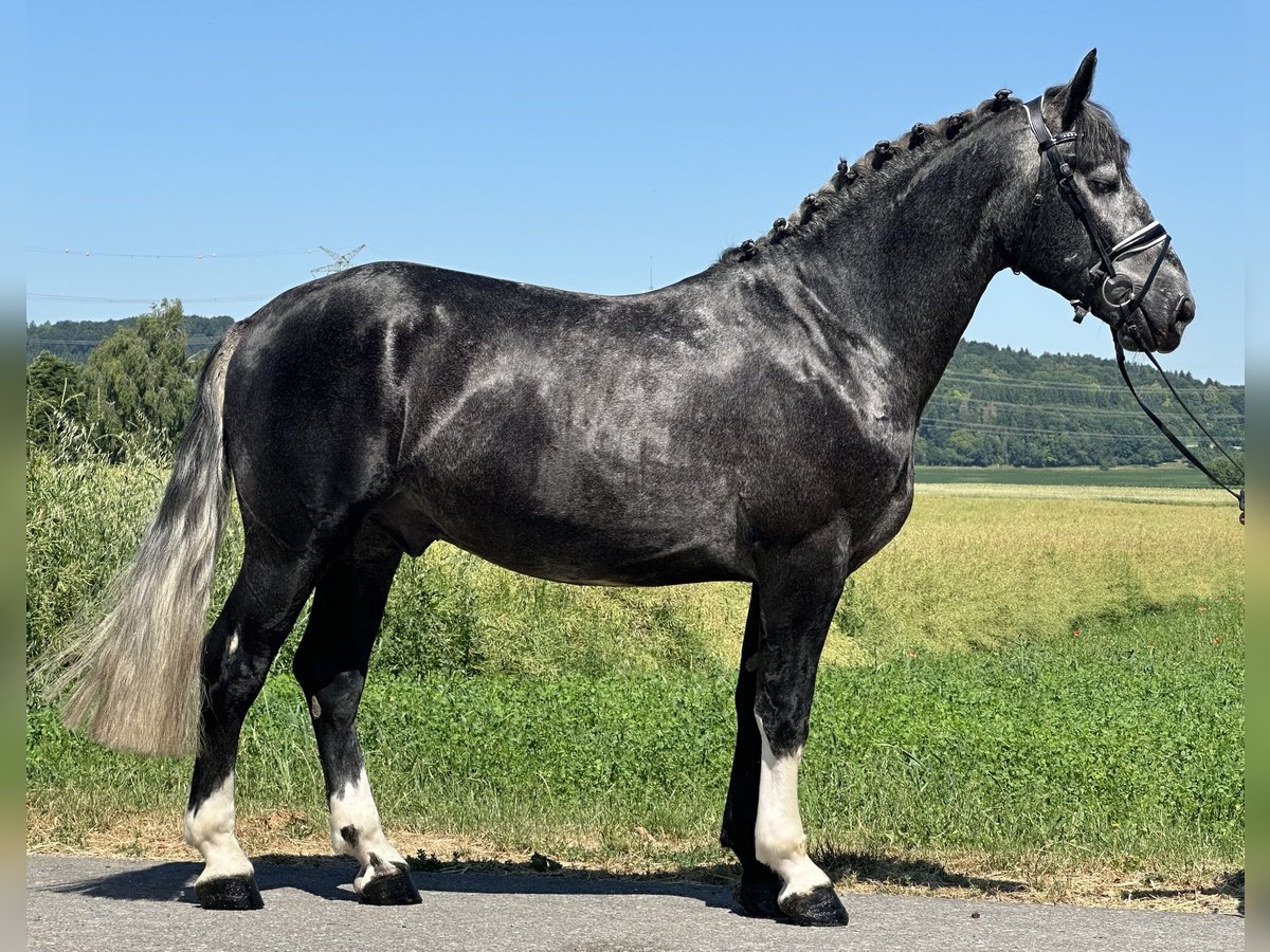 Schweres Warmblut Wallach 3 Jahre 162 cm Apfelschimmel in Riedlingen