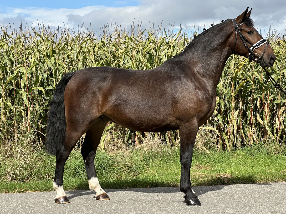 Schweres Warmblut Wallach 3 Jahre 164 cm Brauner in Riedlingen