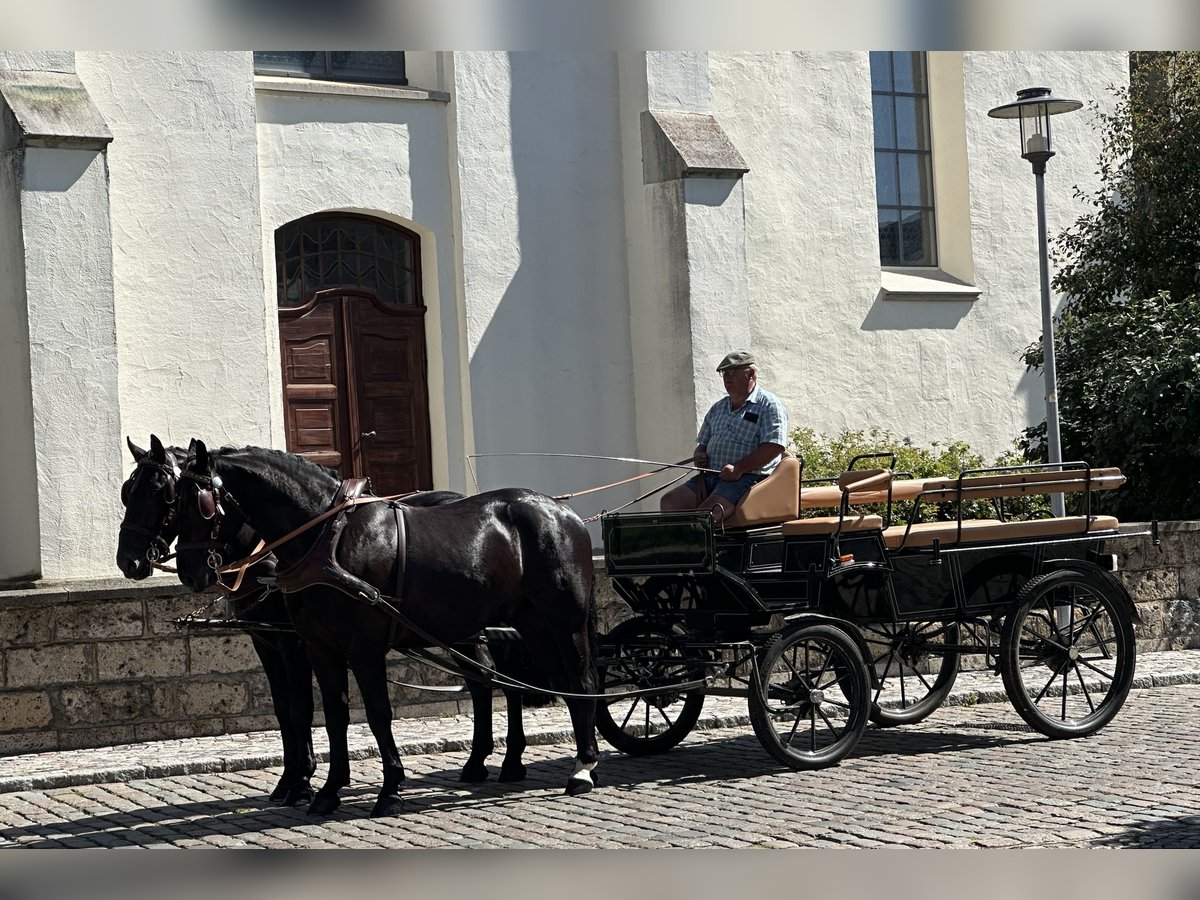 Schweres Warmblut Wallach 3 Jahre 164 cm Rappe in Riedlingen