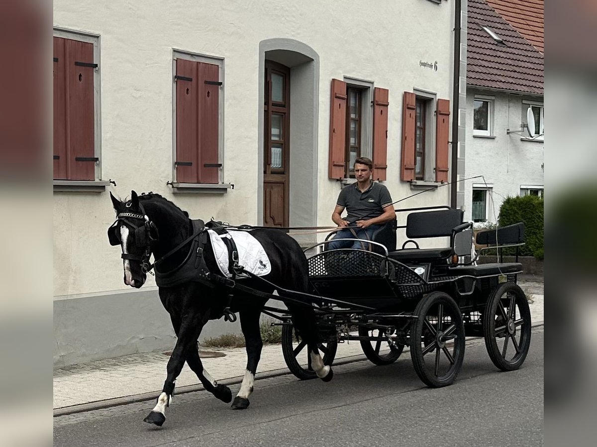 Schweres Warmblut Wallach 3 Jahre 165 cm Rappe in Riedlingen