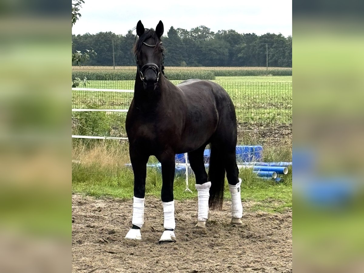Schweres Warmblut Wallach 3 Jahre 165 cm Rappe in Badbergen