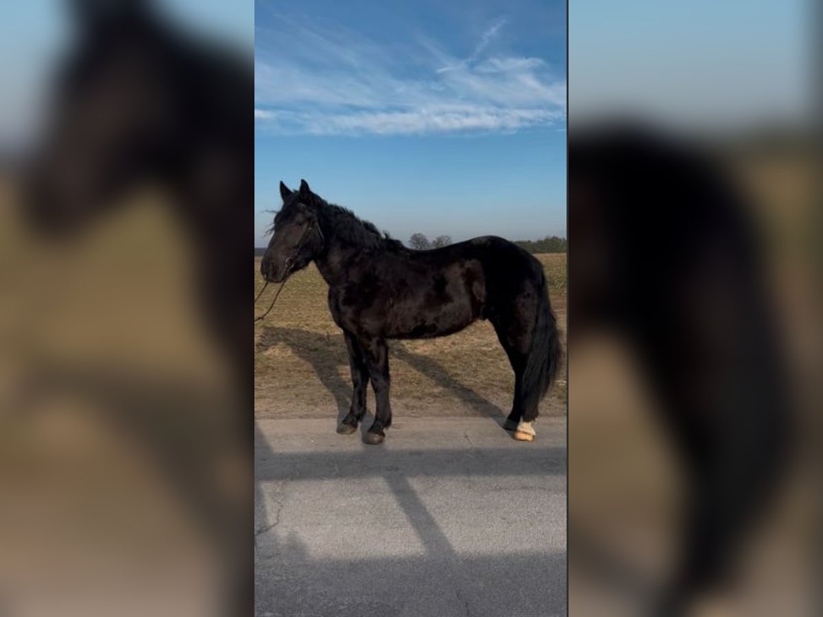 Schweres Warmblut Wallach 3 Jahre 165 cm Rappe in Fincken