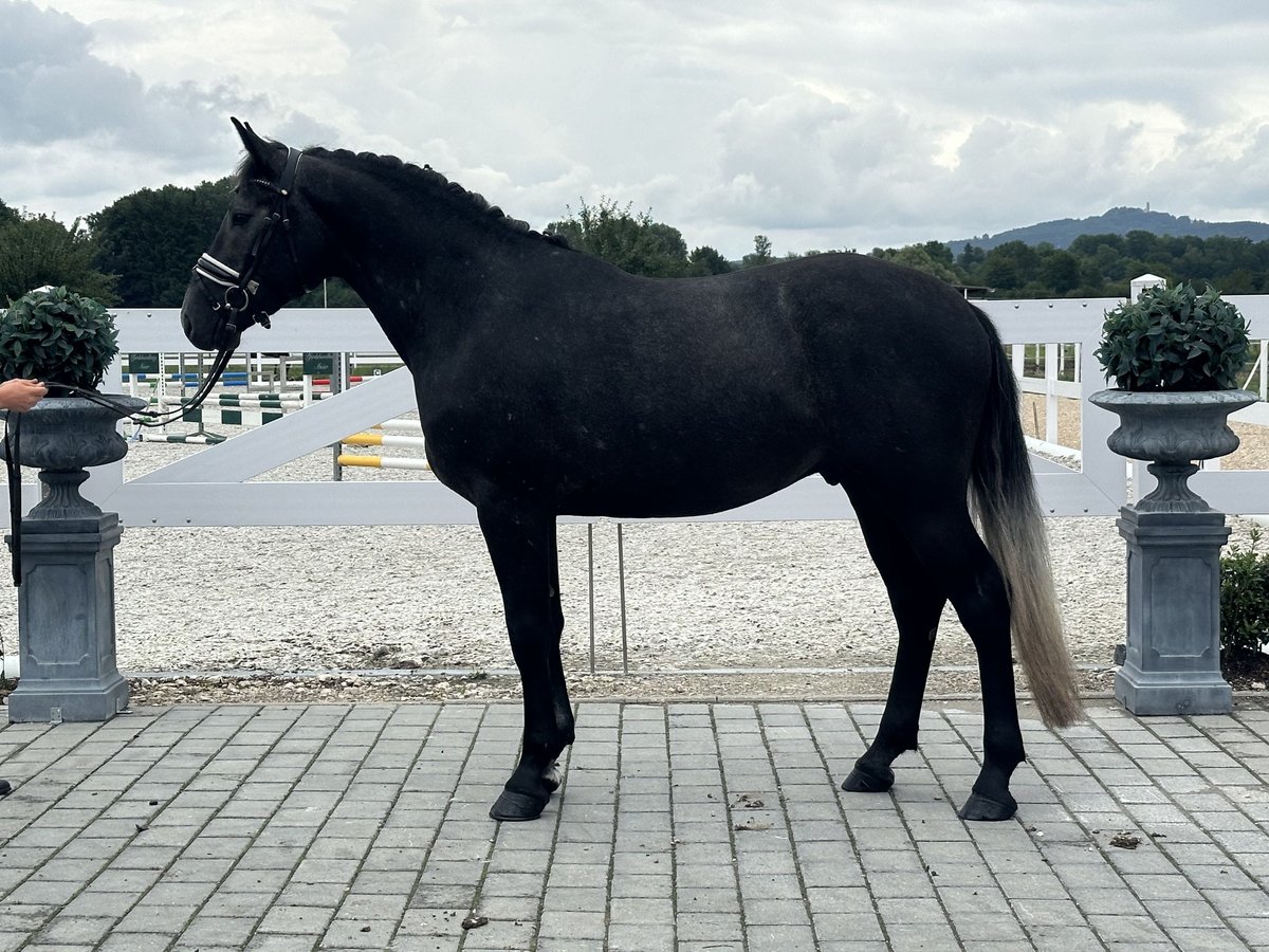 Schweres Warmblut Wallach 3 Jahre 165 cm Rappschimmel in Riedlingen