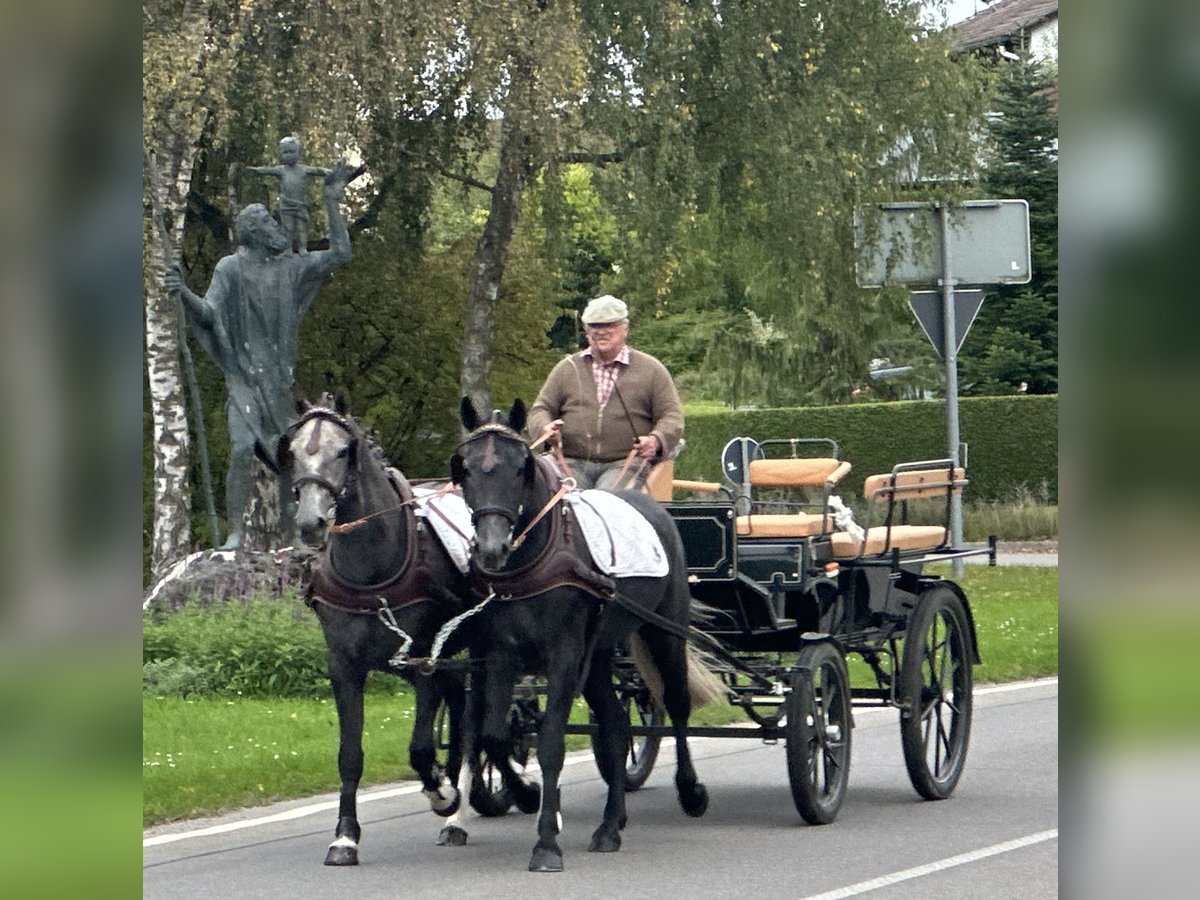 Schweres Warmblut Mix Wallach 3 Jahre 165 cm Rappschimmel in Riedlingen