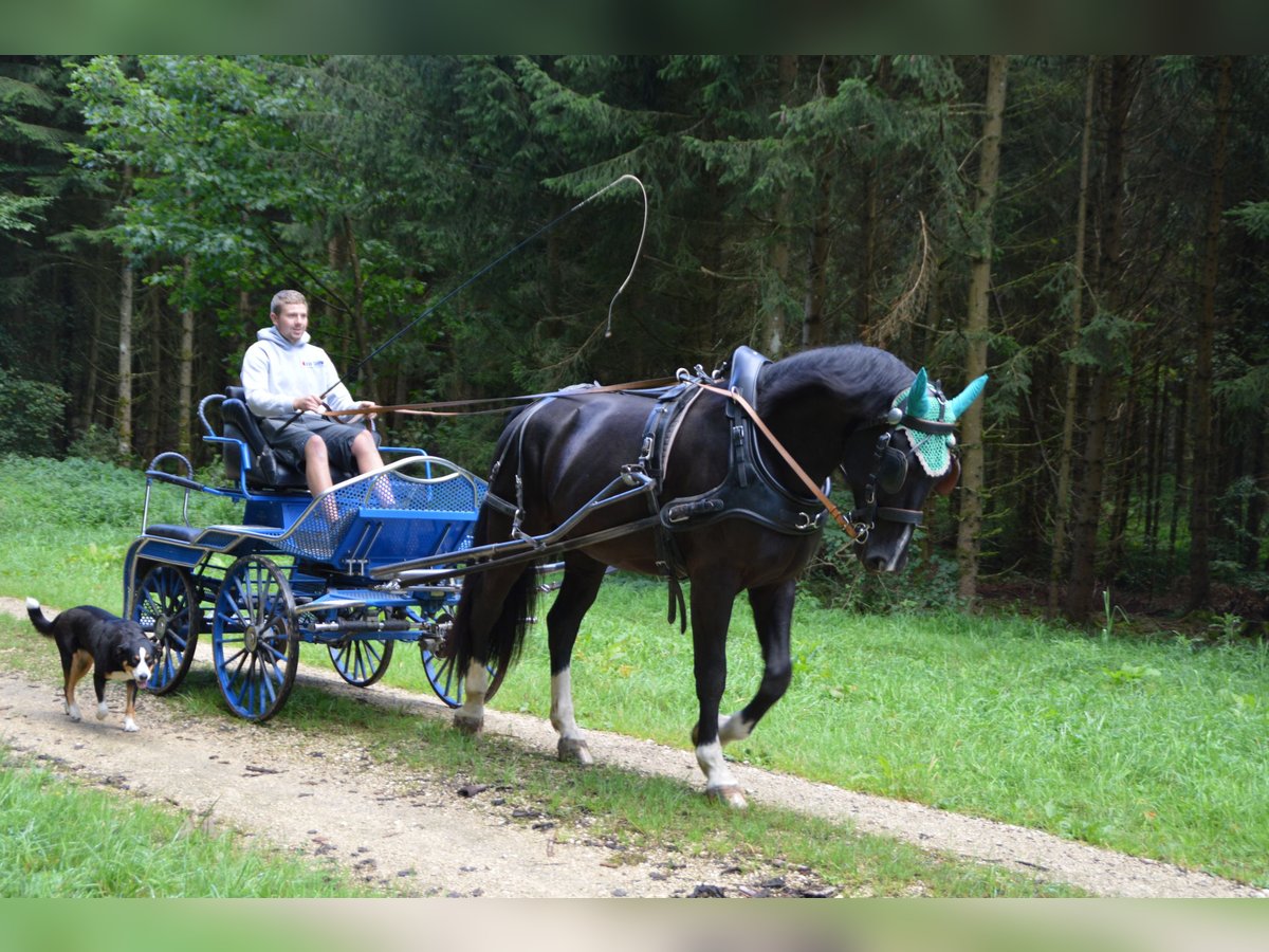Schweres Warmblut Wallach 3 Jahre 166 cm Rappe in Dischingen-Hofen
