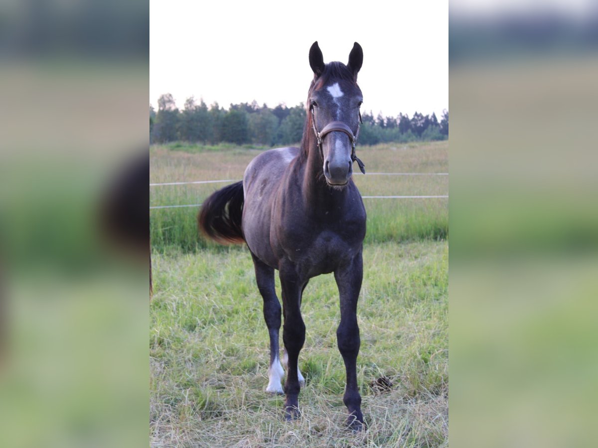 Schweres Warmblut Wallach 3 Jahre 166 cm Schimmel in Lengenfeld