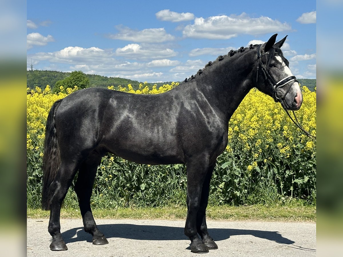 Schweres Warmblut Wallach 3 Jahre 168 cm Rappschimmel in Riedlingen