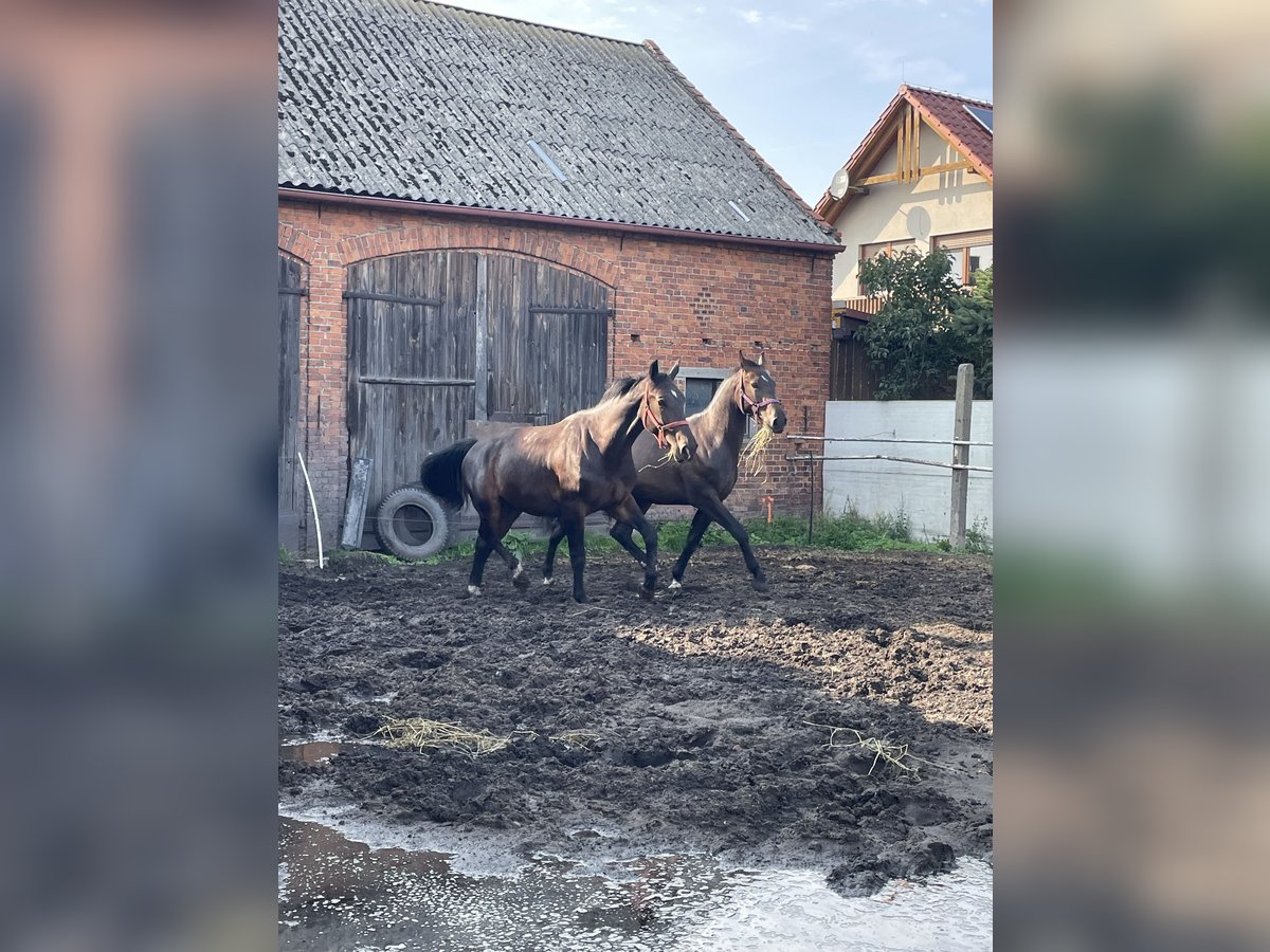 Schweres Warmblut Wallach 3 Jahre 170 cm Brauner in Thie&#xDF;en