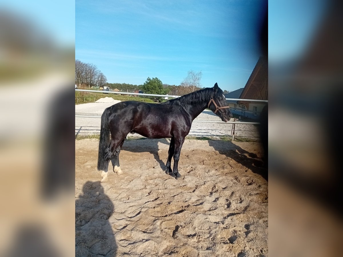 Schweres Warmblut Wallach 4 Jahre 164 cm Rappe in Kamenz