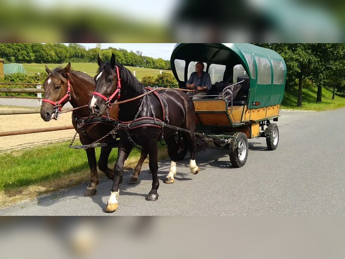 Schweres Warmblut Wallach 4 Jahre 164 cm Rappe in Kamenz