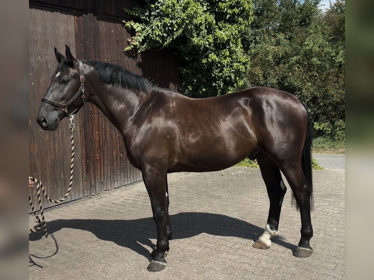 Schweres Warmblut Wallach 4 Jahre 164 cm Rappe in Pfaffenhofen