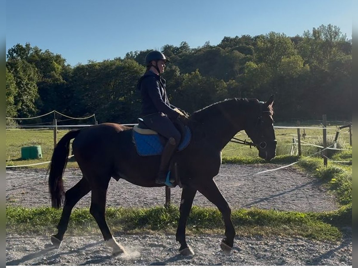 Schweres Warmblut Wallach 4 Jahre 164 cm Rappe in Pfaffenhofen