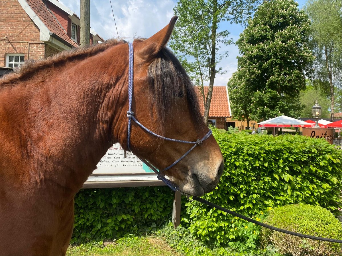 Schweres Warmblut Wallach 4 Jahre 165 cm Brauner in Eggermühlen OT Bockraden