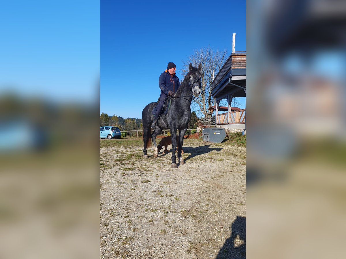 Schweres Warmblut Wallach 4 Jahre 165 cm in Ottenschlag