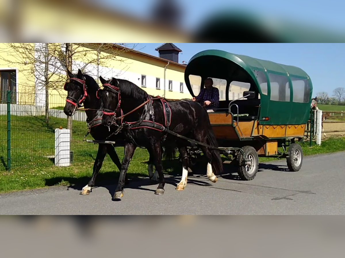 Schweres Warmblut Wallach 4 Jahre 166 cm Rappe in Kamenz
