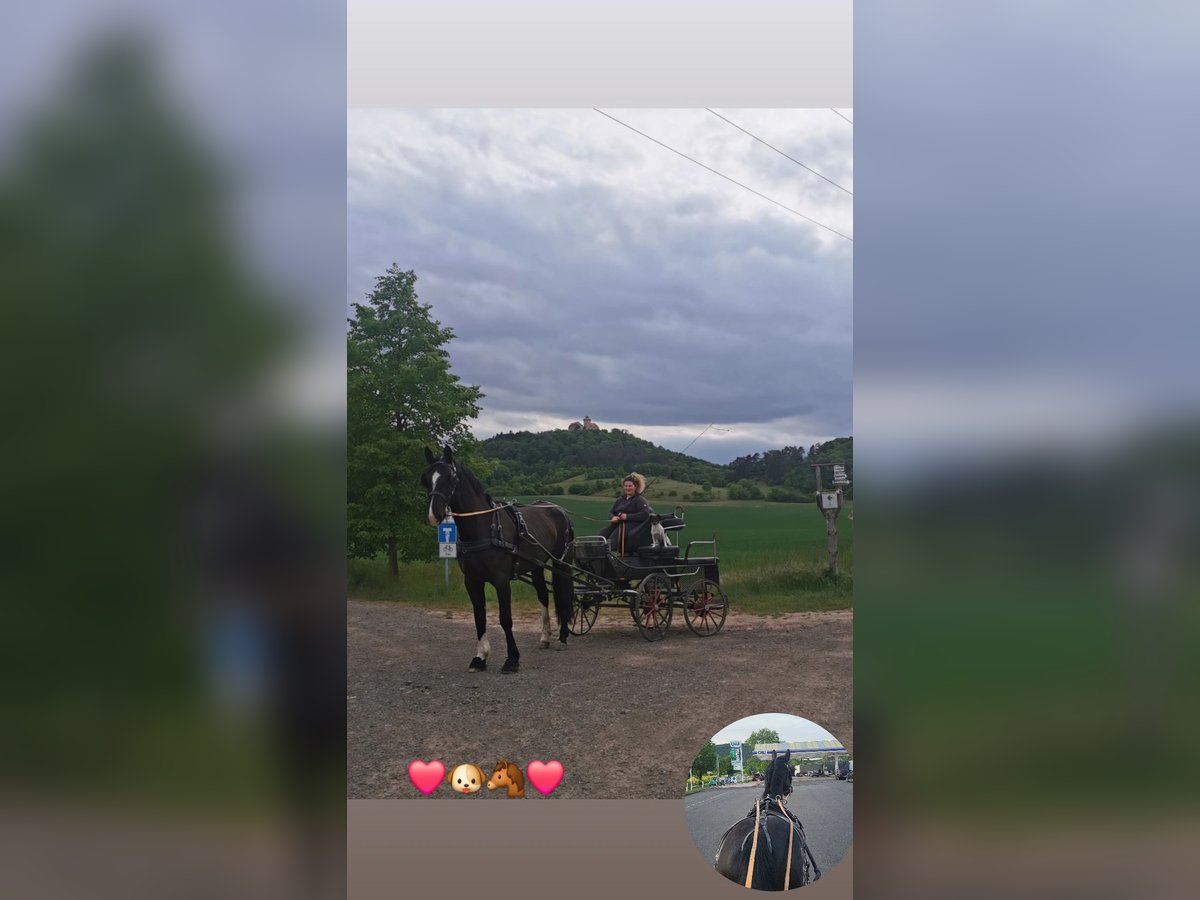 Schweres Warmblut Wallach 4 Jahre 168 cm Rappe in Radeburg