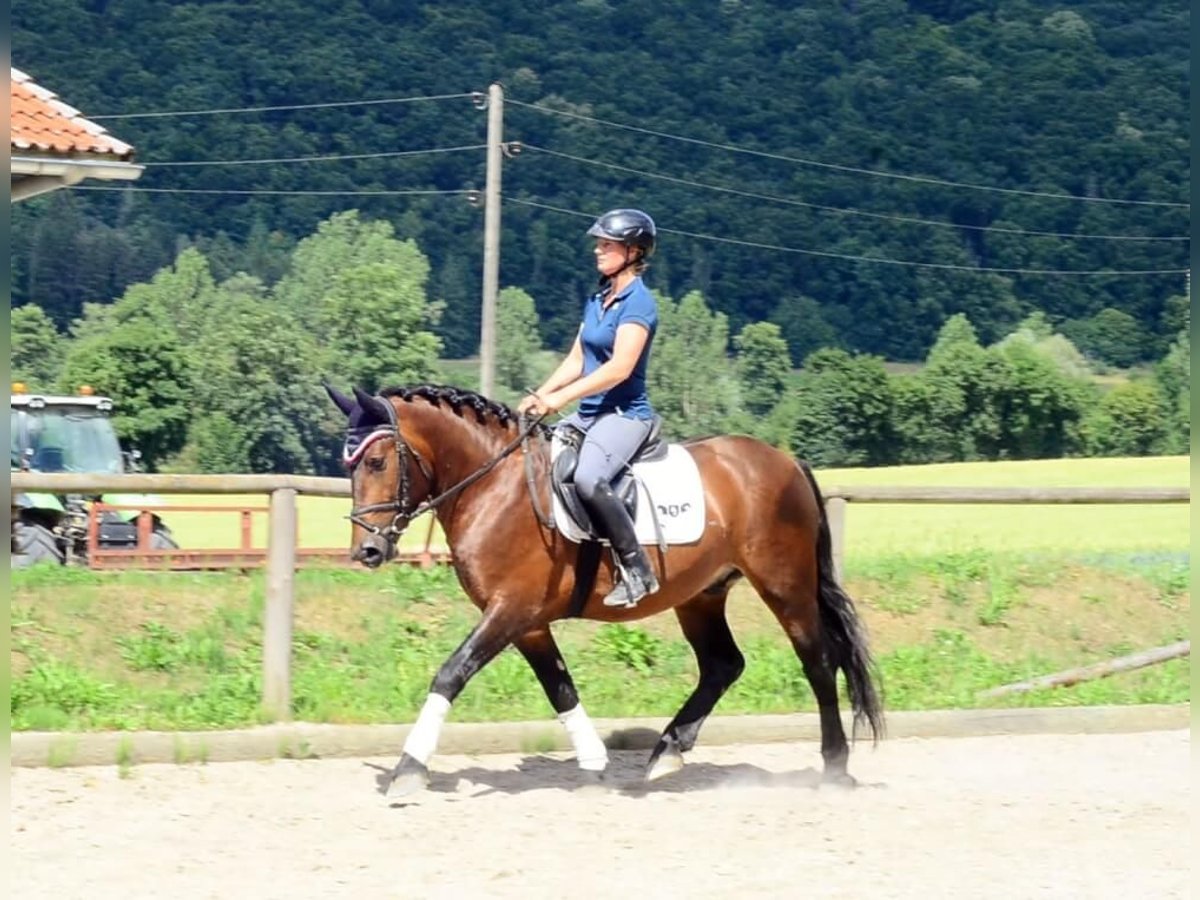 Schweres Warmblut Wallach 5 Jahre 155 cm Brauner in Wellheim